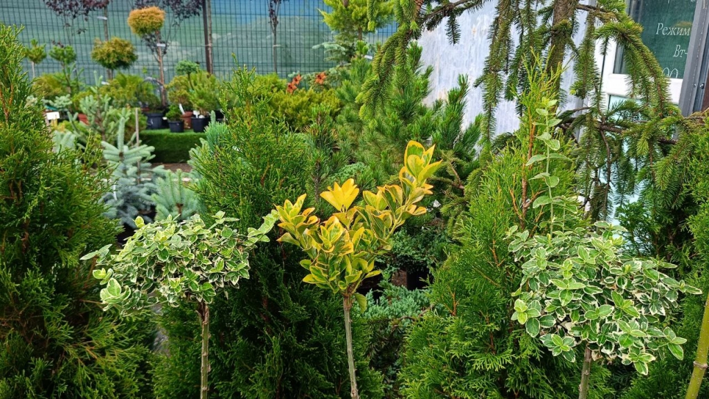 Предлагаем выбрать свою идеальную сирень!