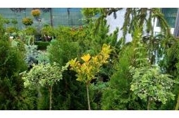 Предлагаем выбрать свою идеальную сирень!