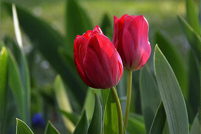 Тюльпановая магия