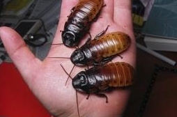 Корма для рептилий