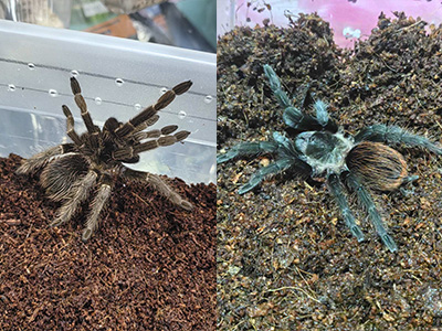 Пауки-птицееды, рептилии эублефары, Агама и д. р.