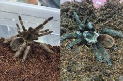 Пауки-птицееды, рептилии эублефары, Агама и д. р.