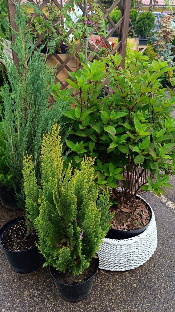 Большой выбор туи в наличии: