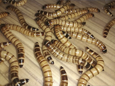 Корма для рептилий