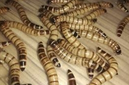 Корма для рептилий