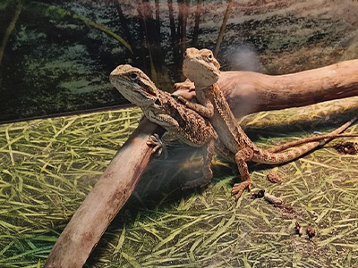 Террариумы