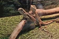 Террариумы