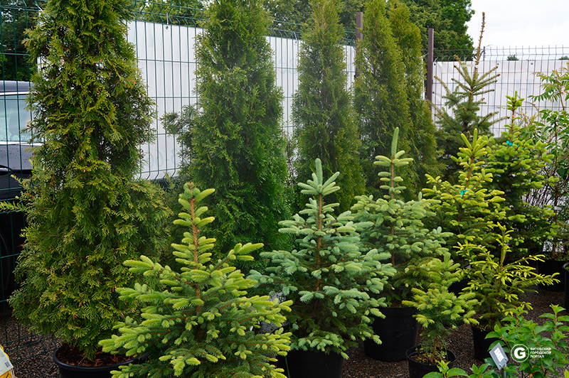 Ель в ассортименте