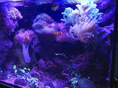 Аквариумы