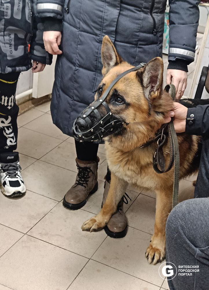 Вакцинация животных