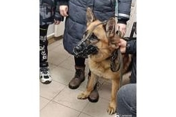 Вакцинация животных