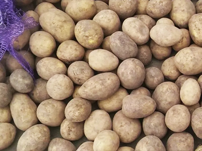 Семенной картофель