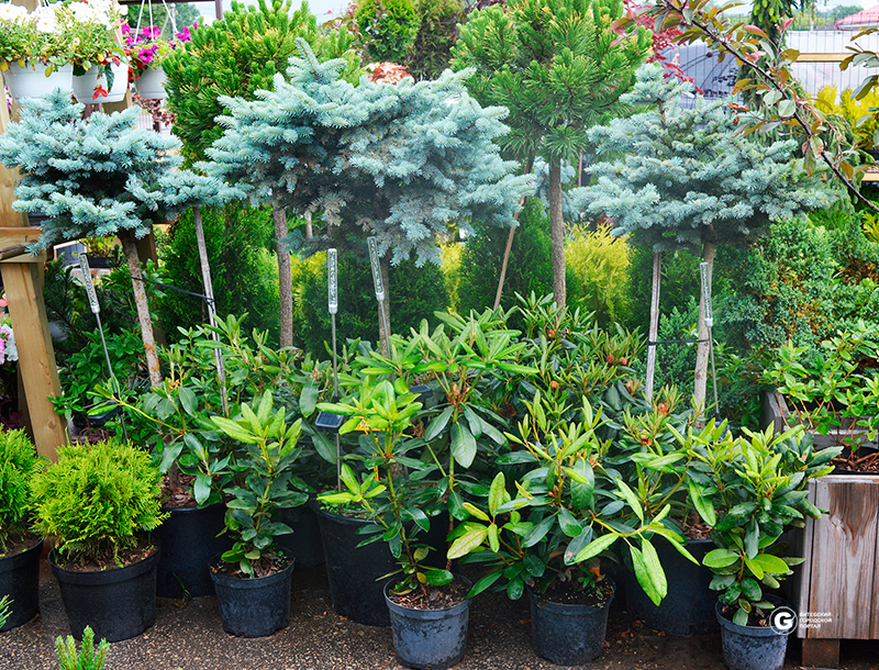 Ель в ассортименте