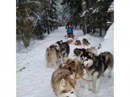 Глубокое усадьба Утрина в гости к Хаски 