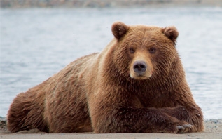 Медведь нашел потерянную GoPro и снял видеоролик о себе любимом