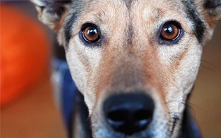 Коты и собаки обязаны иметь жетоны, а с псом опасной породы надо пройти курсы: какие обязанности владельцев животных в Беларуси