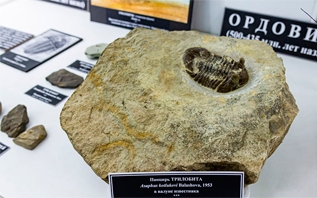 Найденное в Беларуси вымершее животное палеозойской эры представлено в музее БГУ