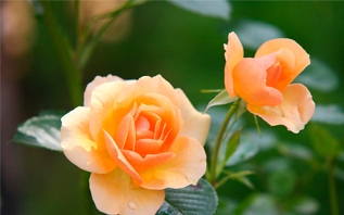 Как ухаживать за розами после цветения: советы эксперта