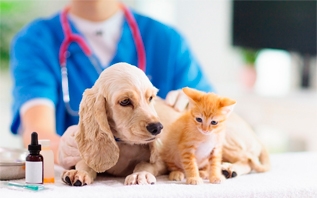 Здоровье домашних животных: ТОП-5 советов