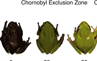 Биологи нашли живых чернобыльских лягушек, почерневших от радиации