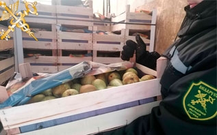 Витебские таможенники пресекли попытку незаконного перемещения 40 тонн груш.