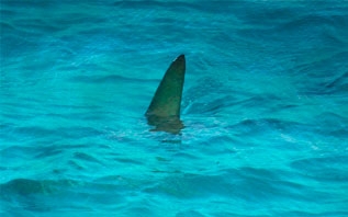 12-летний американец случайно выловил большую белую акулу на рыбалке