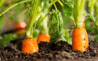 Как без хлопот посеять морковь