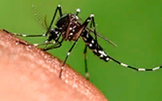 Учёные выяснили, какие два запаха лучше всего отпугивают комаров