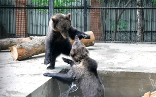 Подходит к завершению устройство дома для знаменитых витебских медвежат Глаши и Дуняши