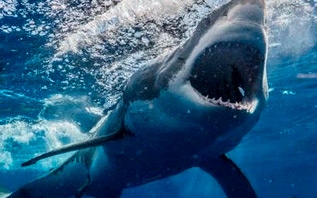 Назван период, когда акулы нападают  на туристов в Хургаде и Шарм-эль-Шейхе
