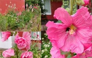 Мальва и шток-розы из семян: инструкция по выращиванию и советы начинающим
