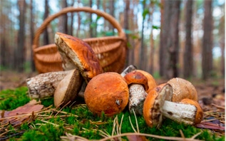 57 случаев отравлений грибами зарегистрировано в Беларуси: специалисты рассказали, как обезопасить себя