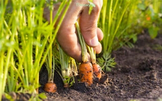 Что нужно знать при посадке моркови осенью