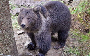 Помните медвежонка, которого спасли и при поддержке брестской компании отправили в Румынию? Разузнали о его судьбе