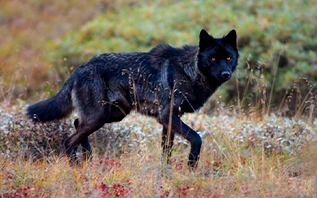 Волк, который был замечен на городских улицах в Витебске, обезврежен