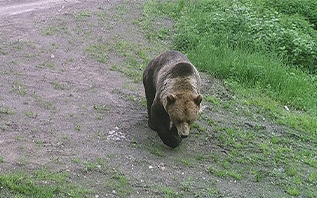 Медведи которую ночь наводят страх на местных жителей в деревнях Городокского района