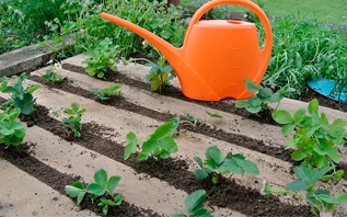 Что делать с клубникой после сбора урожая: чек-лист из 7 шагов