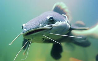 С 1 ноября по 31 марта 2026 года на водоемах Витебщины установлен запрет на лов сома