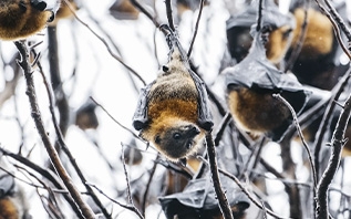 Что делать, если нашли летучую мышь?