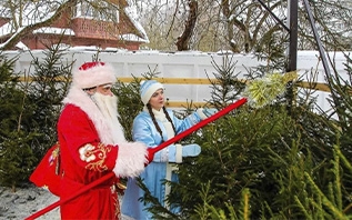 Где купить новогоднюю ёлку в Витебске: адреса и график работы елочных базаров