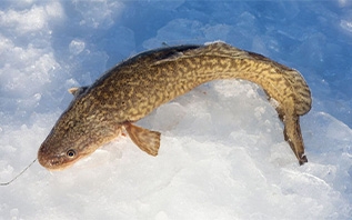 В Витебской области на два месяца запретят лов налима