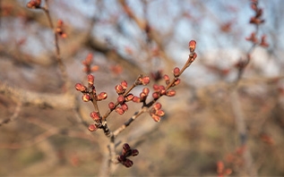 Знаете ли вы, можно ли укутывать плодовые деревья спанбондом, чтобы защитить плодовые почки?
