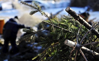 Куда выбросить елку после новогодних праздников в Витебске?