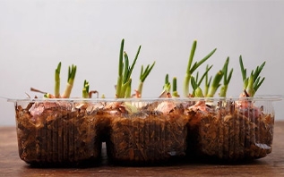 Как и когда сажать репчатый лук на рассаду: ощутите преимущества рассадного способа