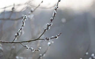 Подробный лунный календарь огородника и садовода на февраль 2026 года