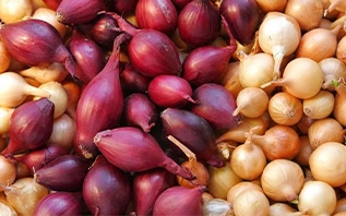 Покупаем лук-севок: на что обратить внимание и как хранить до посадки