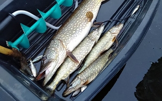 В Витебской области с 9 марта введут запрет на ловлю щуки