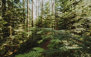 В Беларуси начали вводить ограничения на посещение лесов