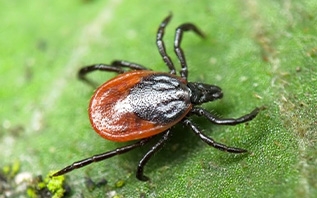 Будьте внимательны! В Витебском районе зафиксированы первые укусы клещей