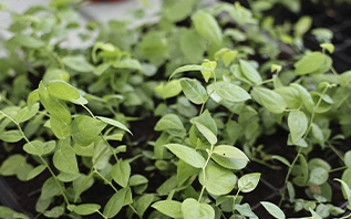 Знаете ли вы, отчего заводятся мошки в рассаде и как от них избавиться?